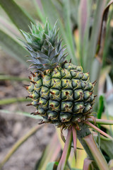Fototapeta premium Pineapple, tropical fruit of Thailand