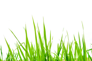 Fresh spring green grass panorama isolated on white background.