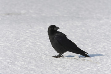 Thick-billed or jungle crow, Corvus macrorhynchos