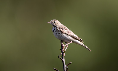Tree pipit, Anthus trivialis