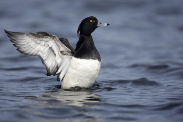 Tufted duck, Aythya fuligula