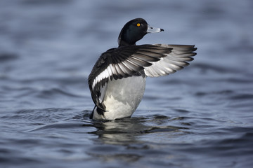 Tufted duck, Aythya fuligula