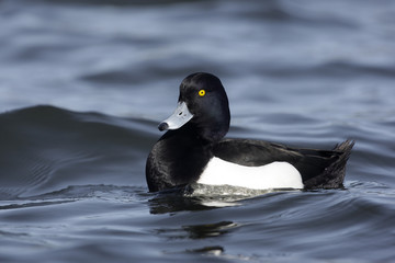Tufted duck, Aythya fuligula