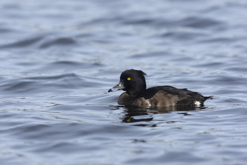 Tufted duck, Aythya fuligula