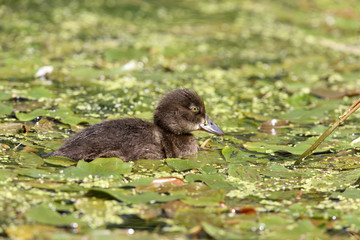 Tufted duck, Aythya fuligula
