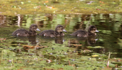 Tufted duck, Aythya fuligula