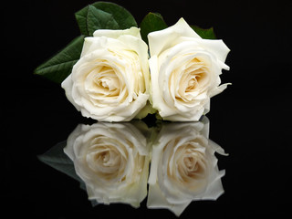Two white roses with mirror image isolated on black