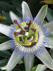 Passiflora