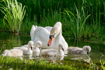 Big swan family © Ekaterina Myshenko
