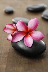 frangipani flower for spa