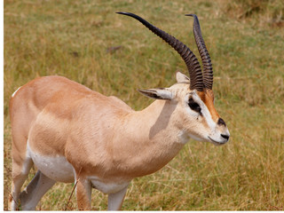 gazelle