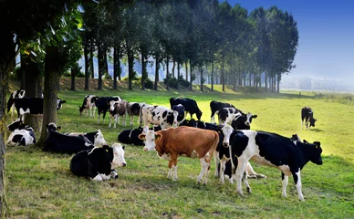 Crédence de cuisine en verre imprimé Vache cow in a meadow