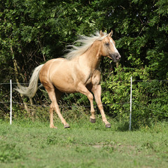Obraz na płótnie Canvas Nice palomino horse with long blond mane running