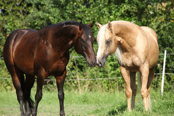 Two stallions standing on pasturage