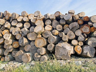 tree trunks stacked,   blue sky