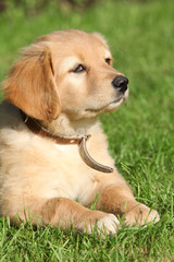 Hovawart lying in front of some flowers