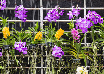 Purple Vanda orchid