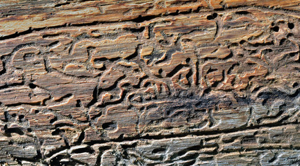 Texture of old tree 2