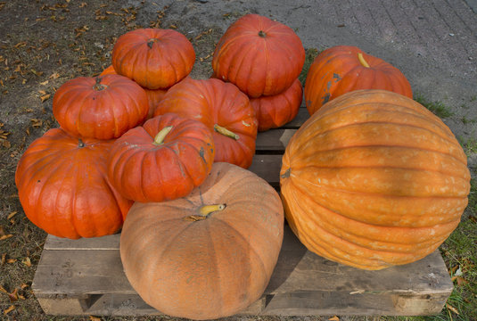 pumpkins for sale