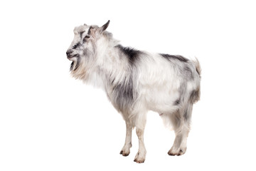 Fototapeta premium Portrait Of Goat Isolated On White Background