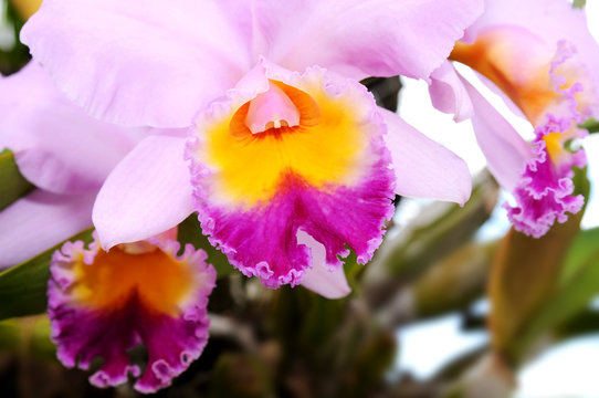Orchideas
