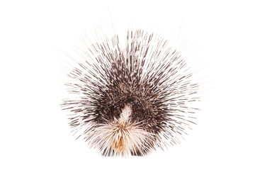 Indian crested Porcupine (Hystrix indica) isolated on white