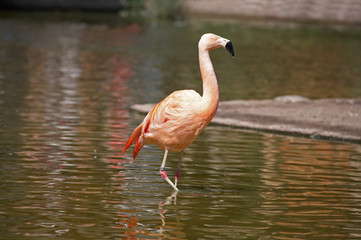 Greater flamingo