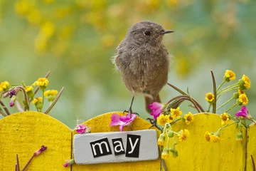 Tuinposter Bird perched on a October decorated fence,landscape orientation © Devist
