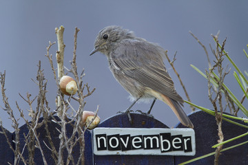 Bird perched on a October decorated fence,landscape orientation