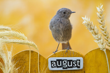 Bird perched on a October decorated fence,landscape orientation