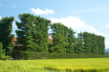 稲と築地松