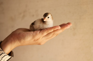Woman holding a chick © fotosmile777