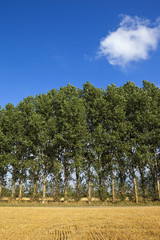 poplars under a blue sky