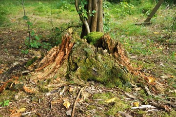 beautiful forest scene - old stump