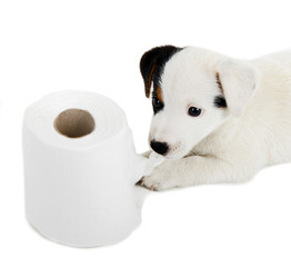 Jack Russell puppy with toilet paper