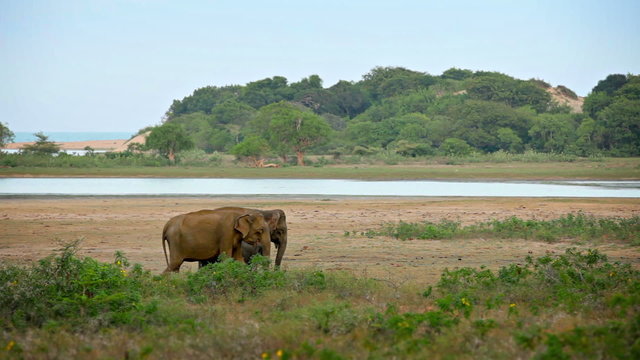 Wild elephants graze in the swamp. national park, Sri Lanka
