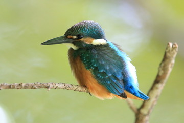 Fototapeta premium カワセミの雛