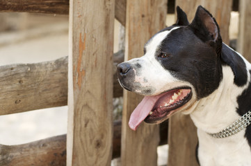 American staffordshire terrier