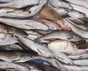 Composizioni di pesci