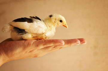 Woman holding a chick
