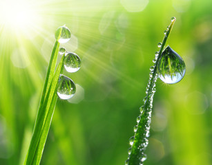 Dew drops close up