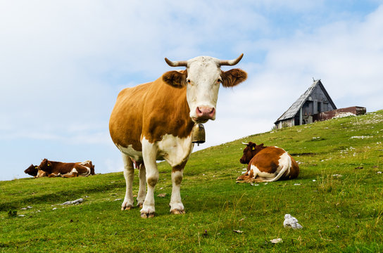 Funny cow looking at you (Velika Planina, Slovenia)