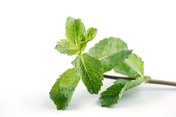 Fresh Mint leaves are hugely popular for fresh juices and salads © Sophie James