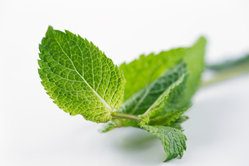 Fresh Mint leaves are hugely popular for fresh juices and salads © Sophie James