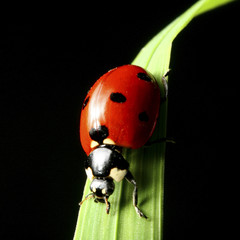 ladybug on grass