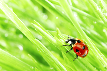 ladybug on grass