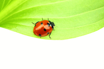 ladybug on leaf