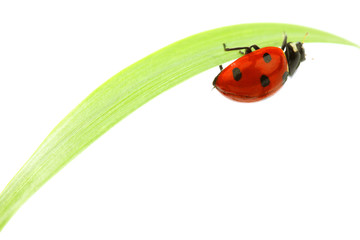 ladybug on grass