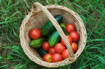 Basket with cucumbers and tomatoes in the garden