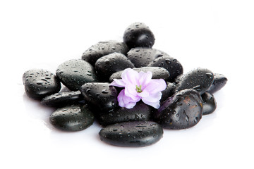 Obraz na płótnie Canvas Spa stones with drops and flowers isolated on white